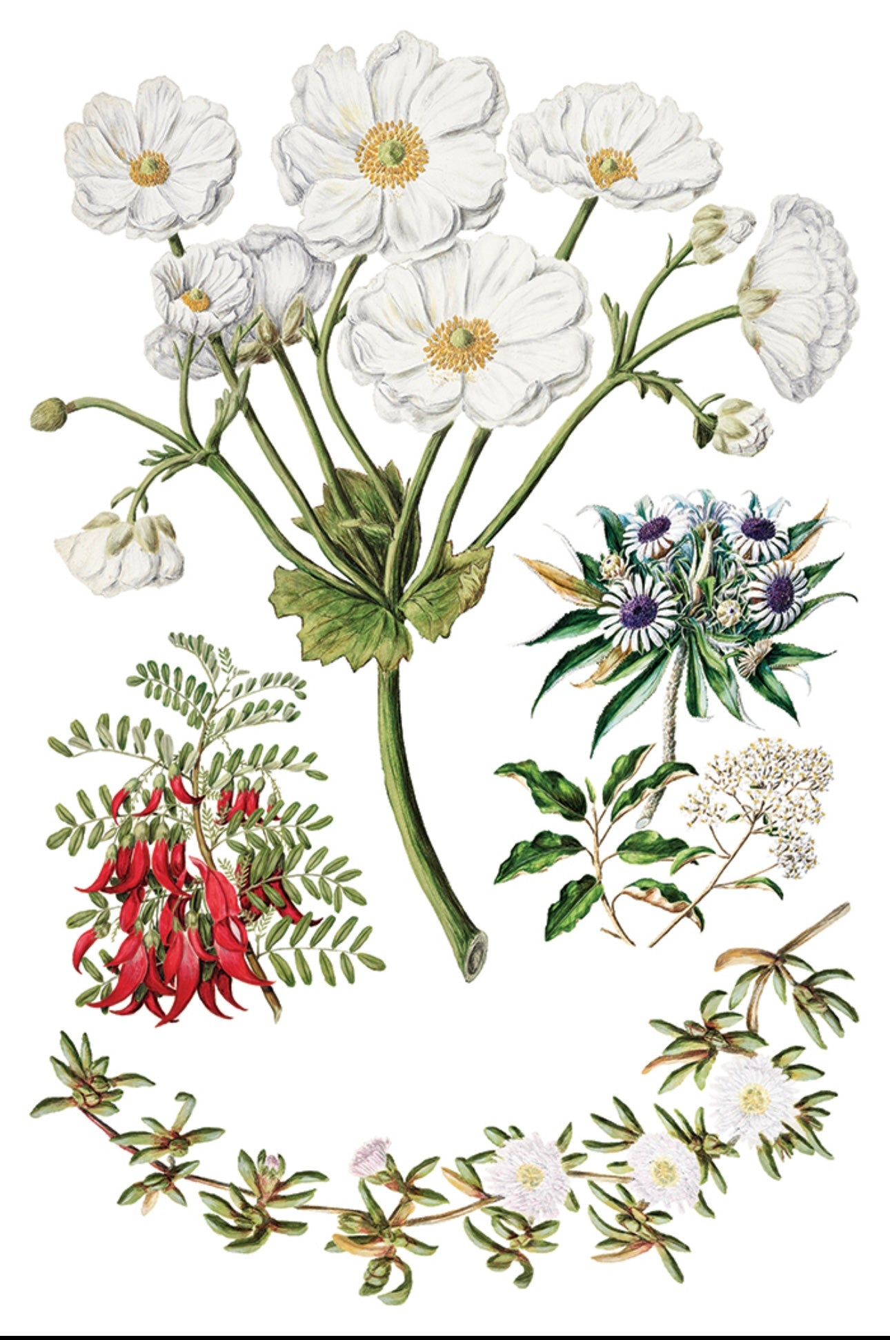 Sarah Featon’s Botanicals - IOD Decor Transfer image 6