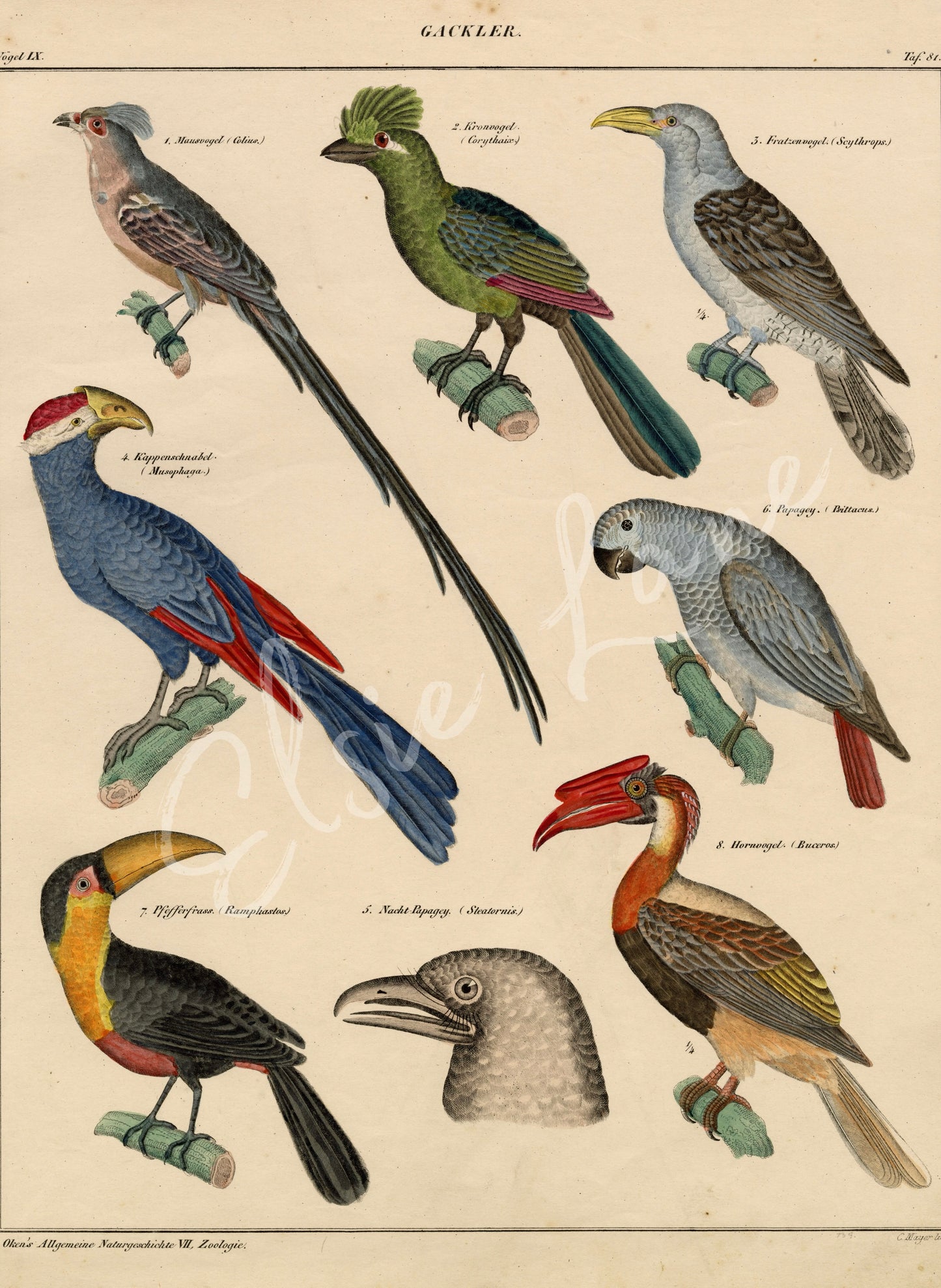 Exotic Bird Study - Elsie Lane Decoupage Paper (Summer 2026 Release)