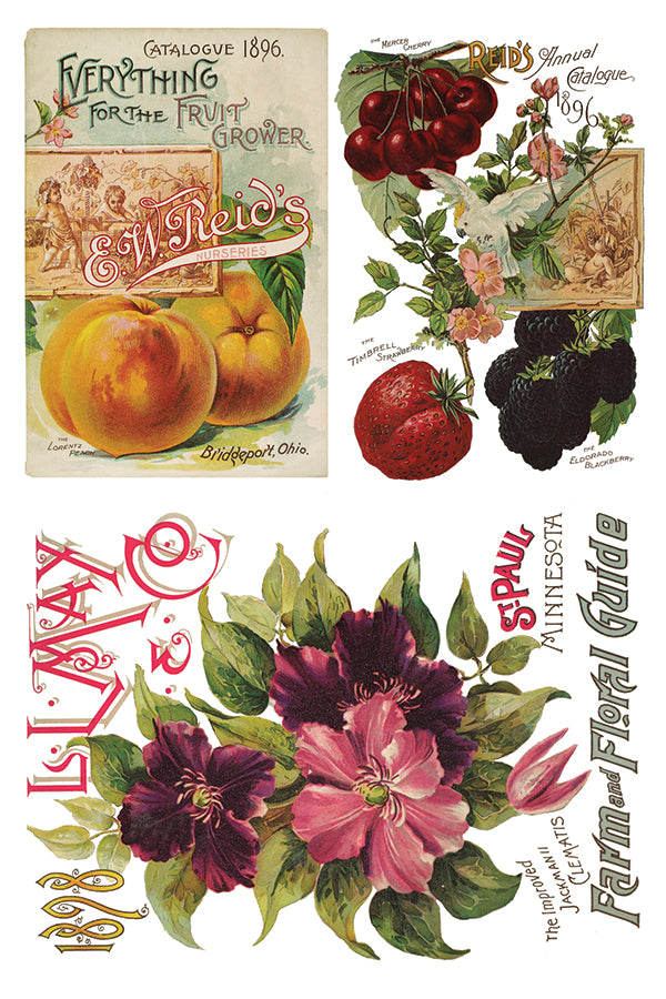 Seed Catalogue - IOD Decor Transfer