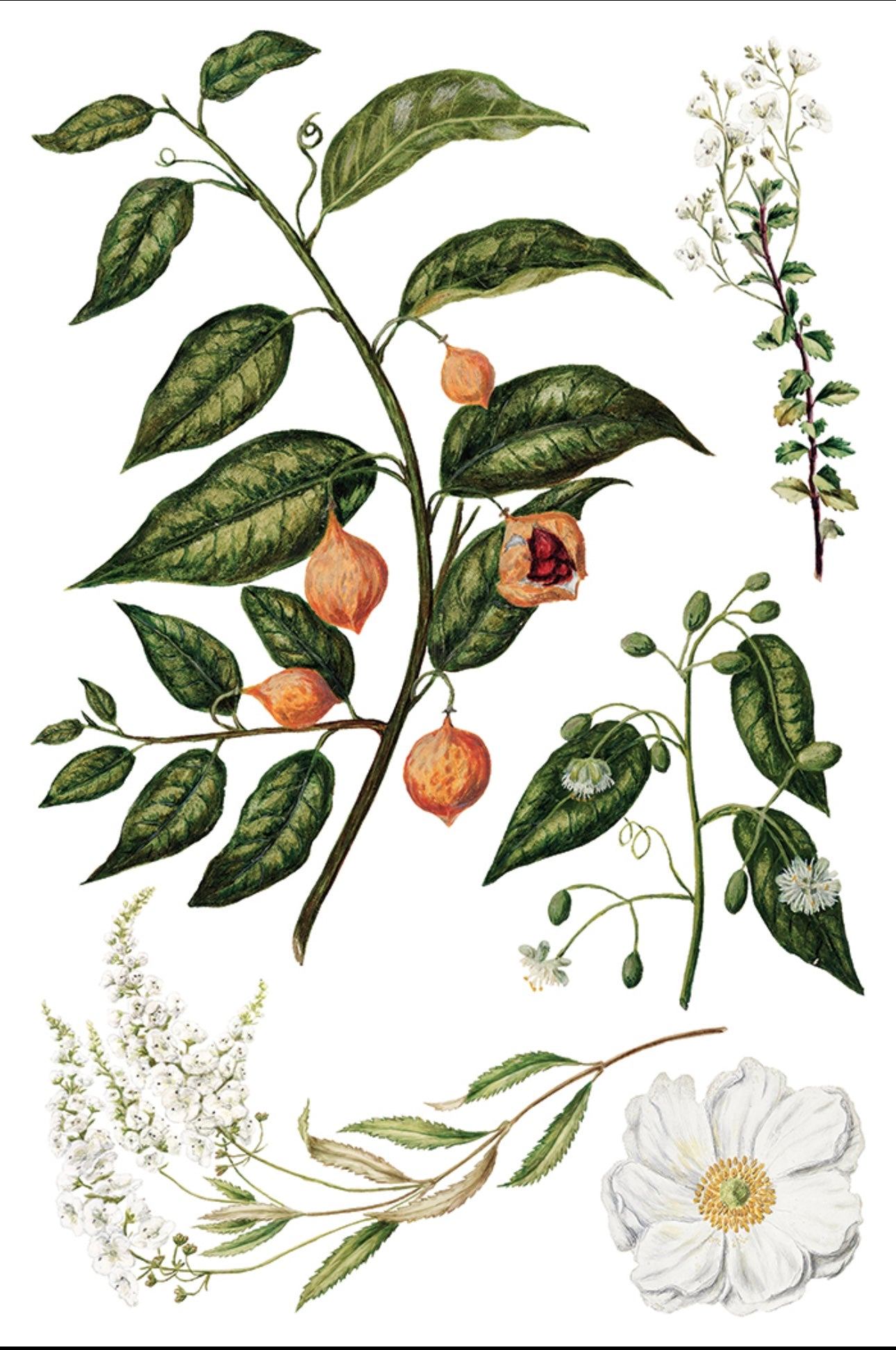 Sarah Featon’s Botanicals - IOD Decor Transfer image 8