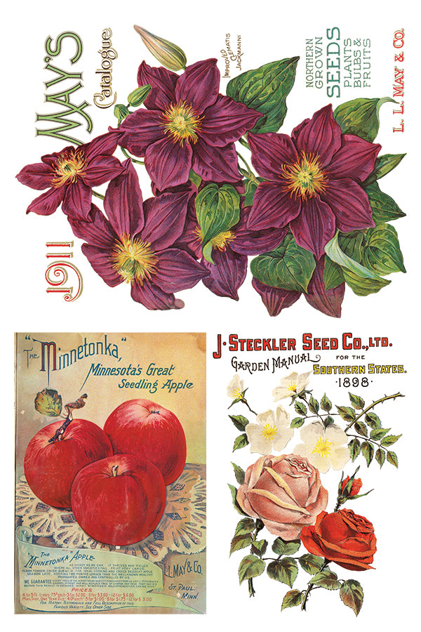 Seed Catalogue - IOD Decor Transfer