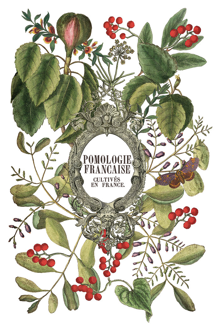 Clementine IOD Transfer - IOD Qtr 3 (Limited Edition Holiday)