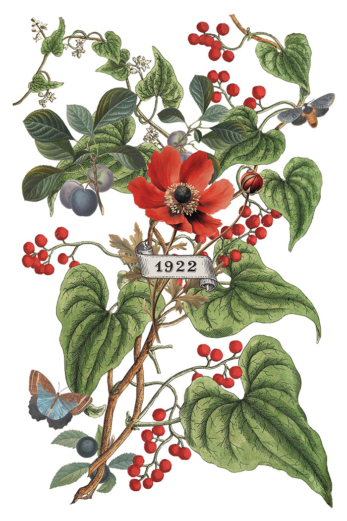 Clementine IOD Transfer - IOD Qtr 3 (Limited Edition Holiday)