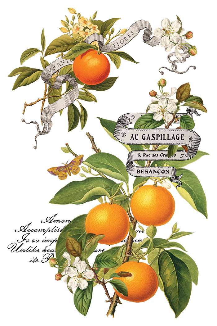 Clementine IOD Transfer - IOD Qtr 3 (Limited Edition Holiday)