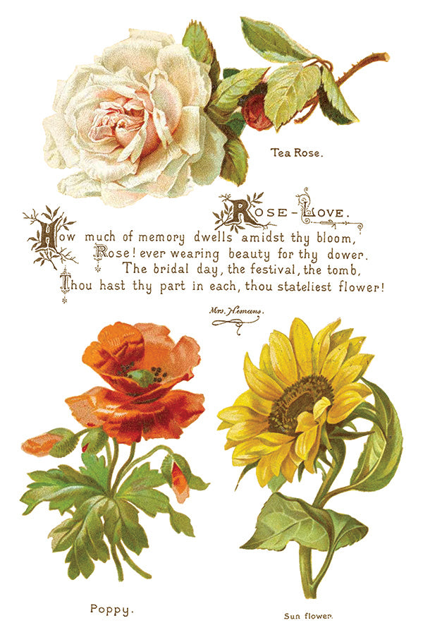 Lover of Flowers - IOD Decor Transfer