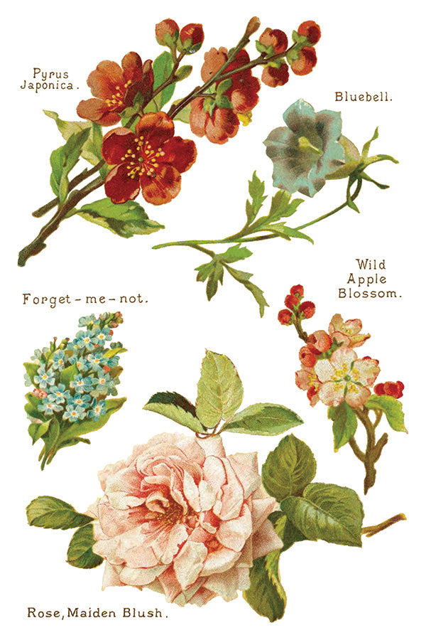 Lover of Flowers - IOD Decor Transfer