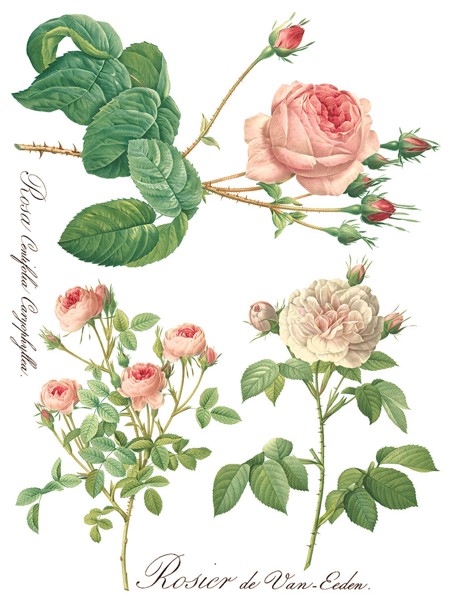 Rose Botanical - IOD Decor Transfer