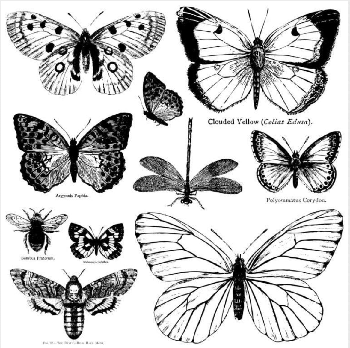 Butterflies Decor Stamp (12x12)