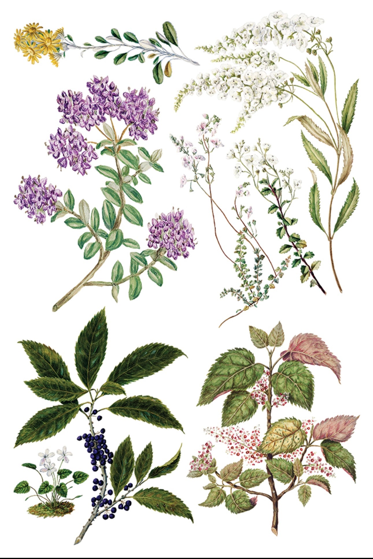 Sarah Featon’s Botanicals - IOD Decor Transfer image 2