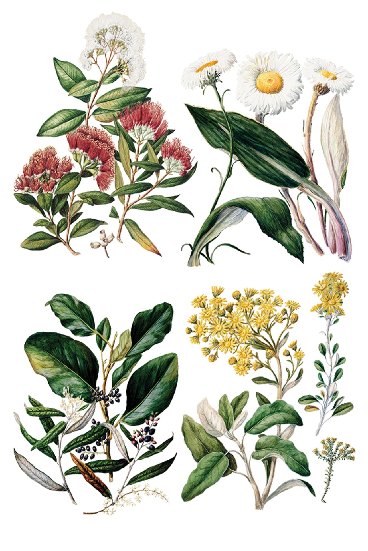 Sarah Featon’s Botanicals - IOD Decor Transfer image 4