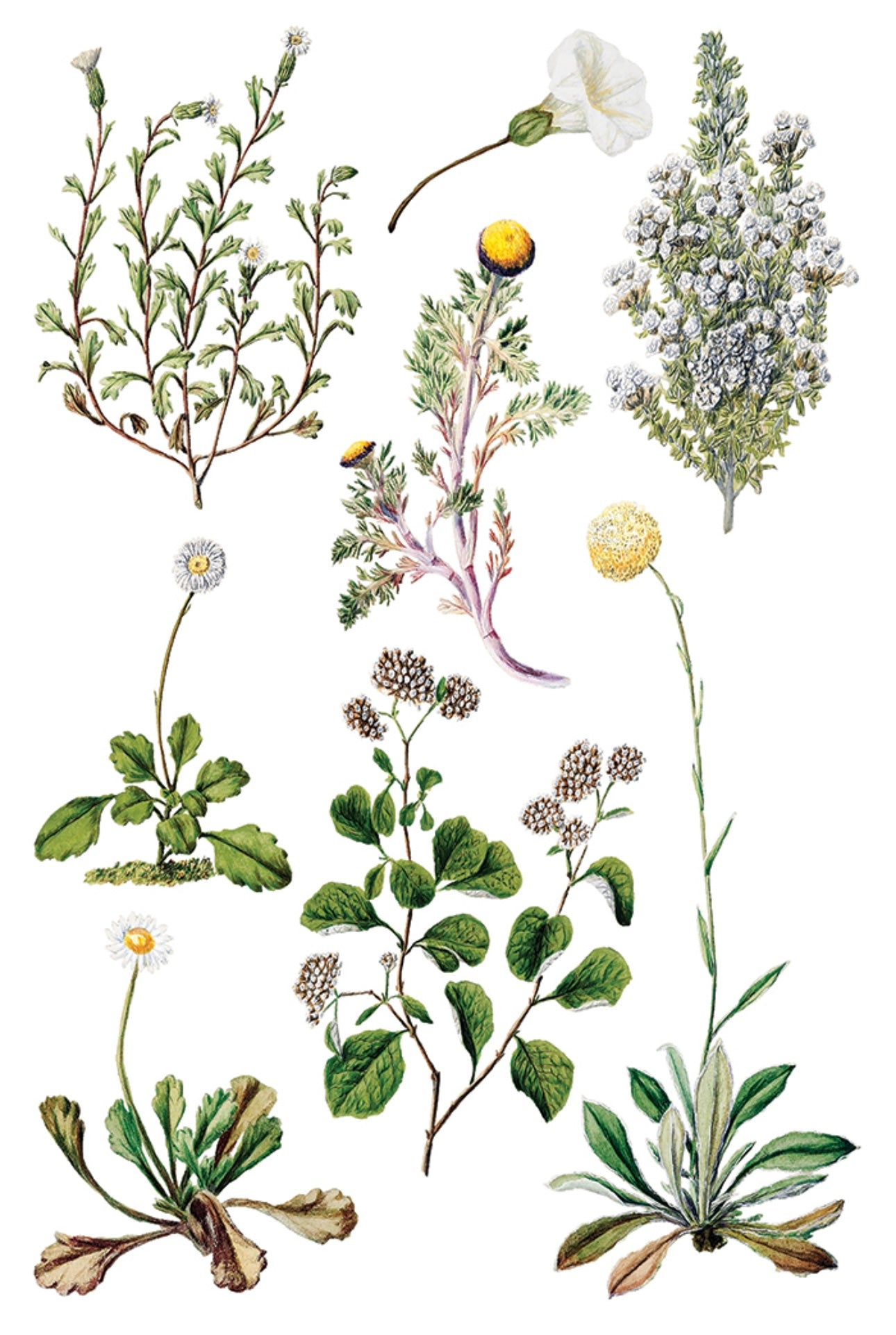 Sarah Featon’s Botanicals - IOD Decor Transfer image 3