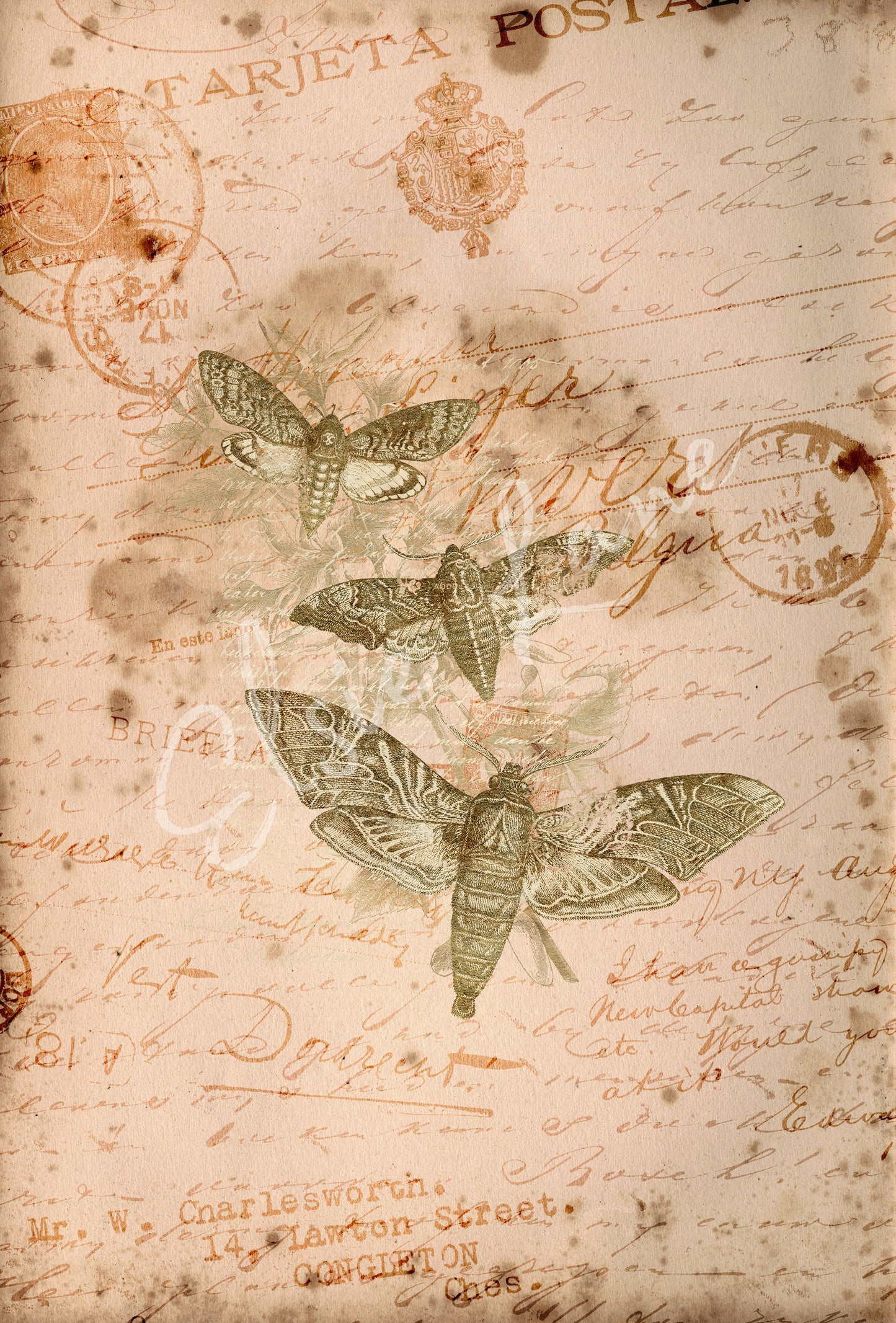 Curio Moths - Elsie Lane Decoupage Paper (Summer 2026 Release)