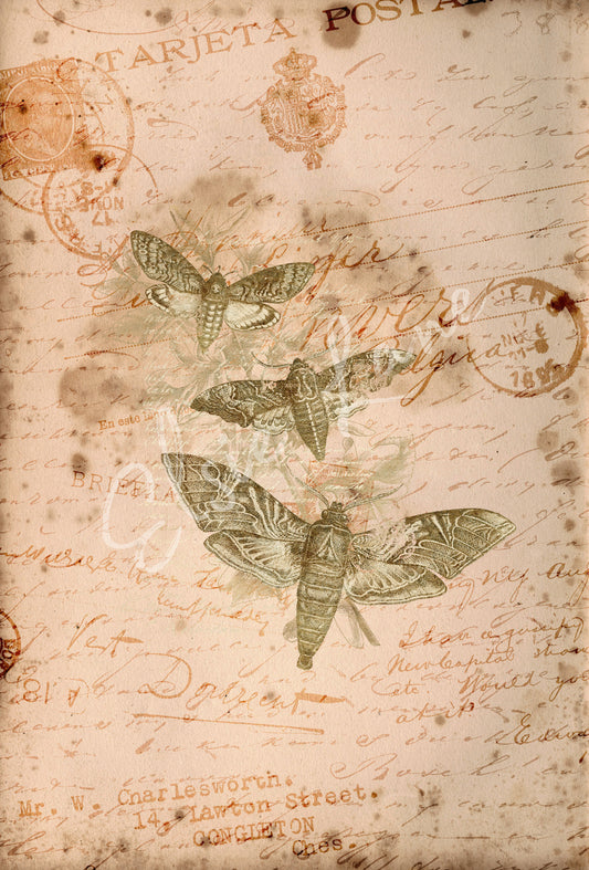 Curio Moths - Elsie Lane Decoupage Paper (Summer 2026 Release)