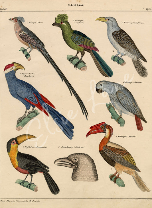 Exotic Bird Study - Elsie Lane Decoupage Paper (Summer 2026 Release)