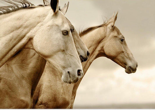 Sepia Horses - Mint By Michelle Decoupage image 0