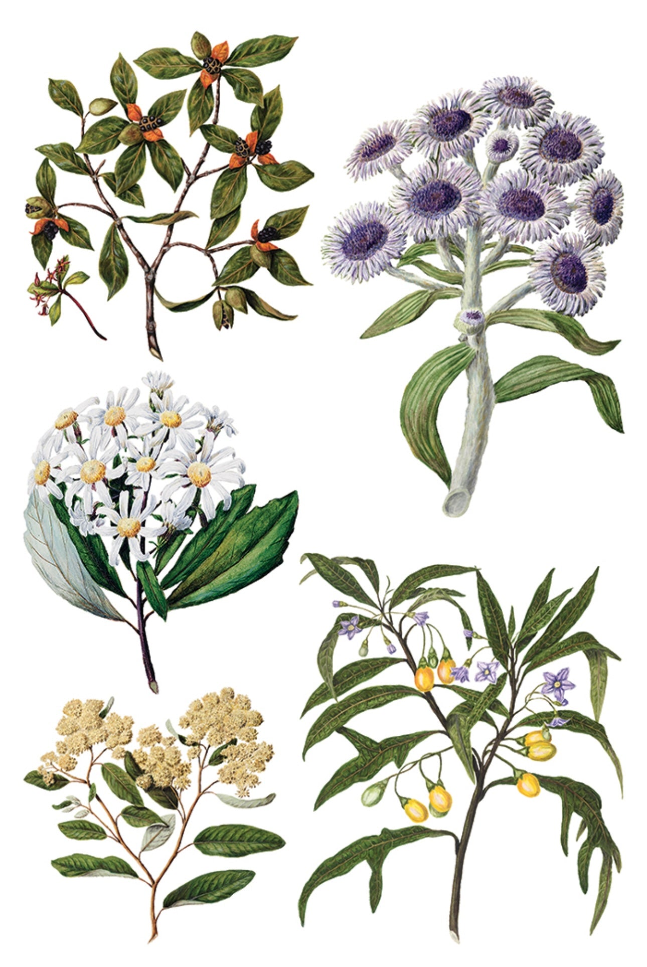 Sarah Featon’s Botanicals - IOD Decor Transfer image 7