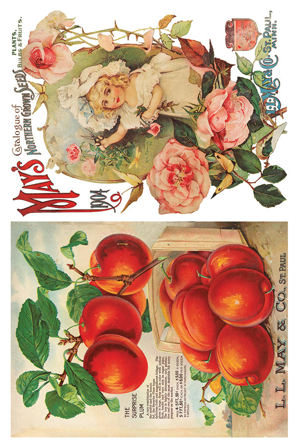 Seed Catalogue - IOD Decor Transfer