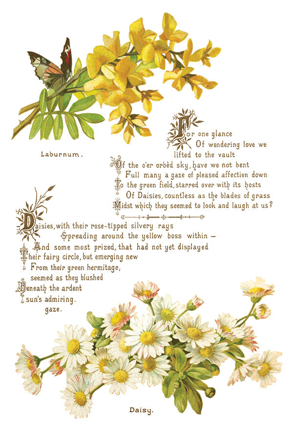 Lover of Flowers - IOD Decor Transfer