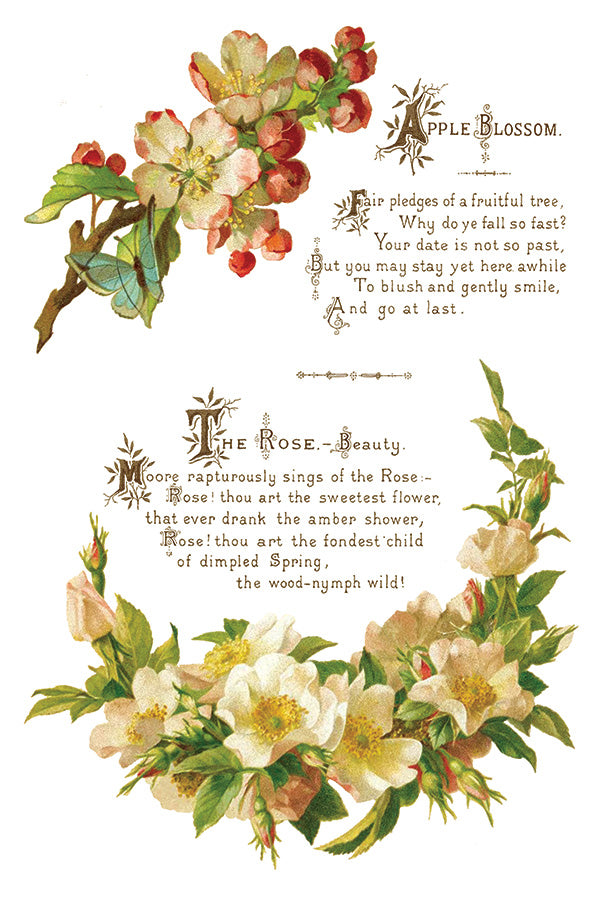 Lover of Flowers - IOD Decor Transfer