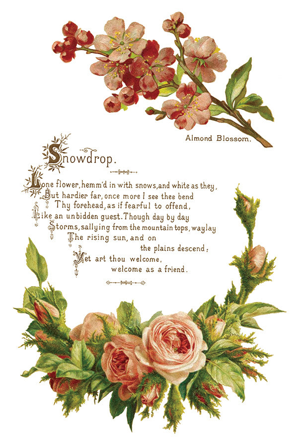 Lover of Flowers - IOD Decor Transfer