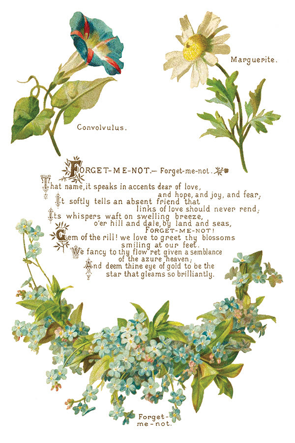 Lover of Flowers - IOD Decor Transfer
