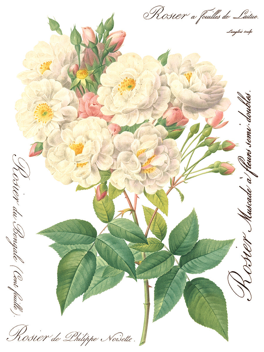 Rose Botanical -  IOD Decor Transfer
