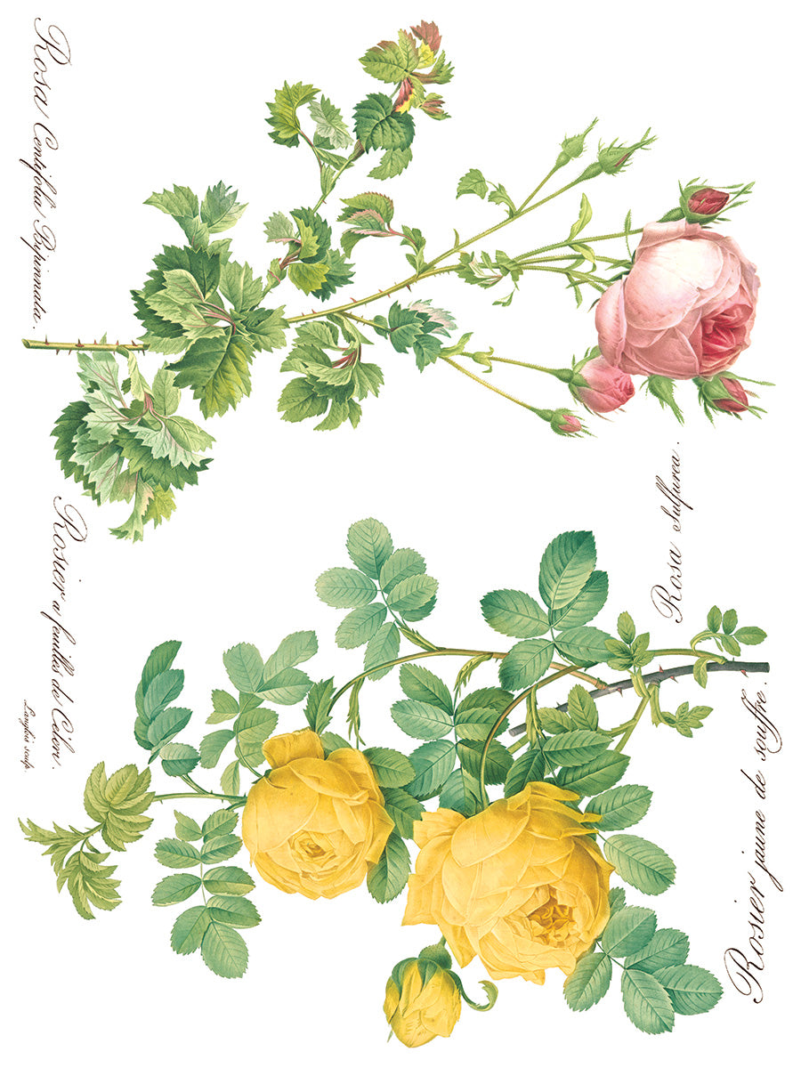Rose Botanical -  IOD Decor Transfer
