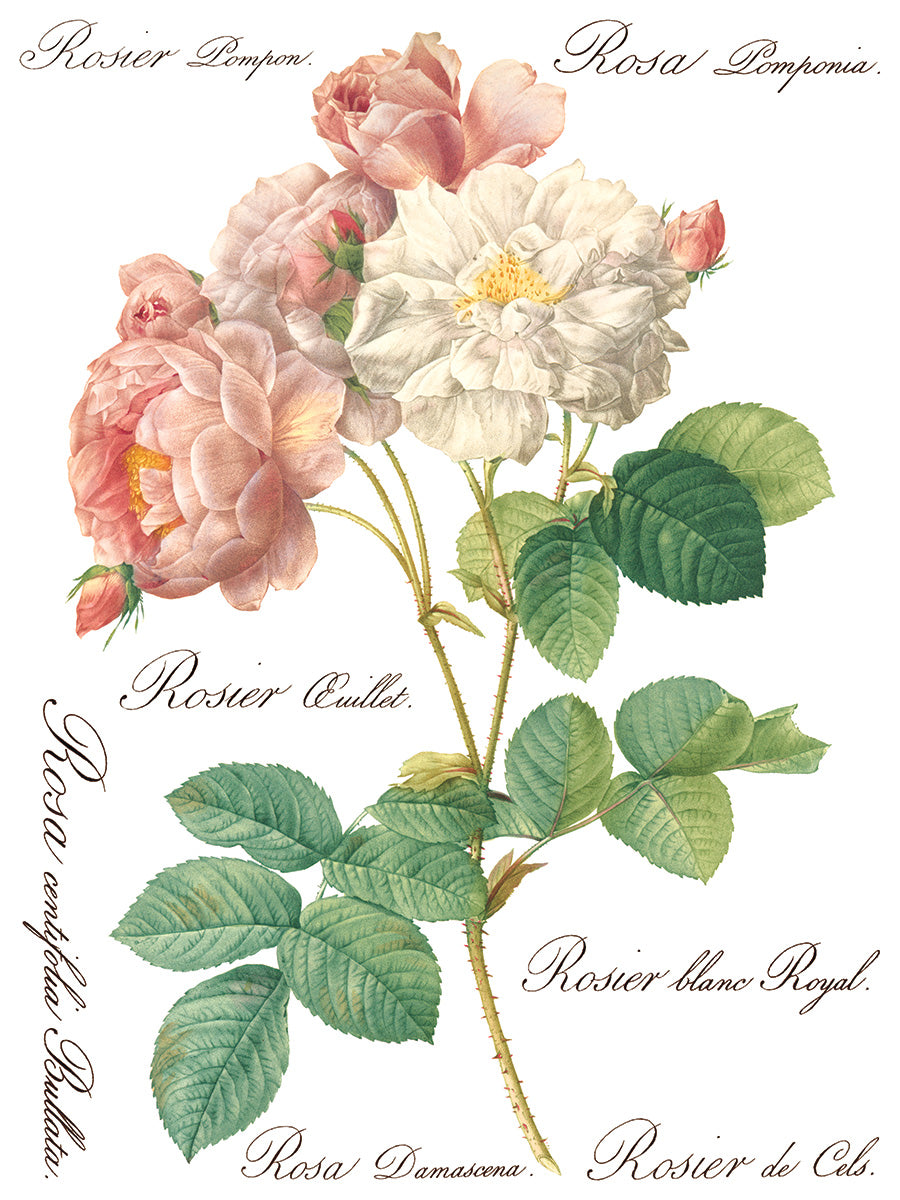 Rose Botanical -  IOD Decor Transfer