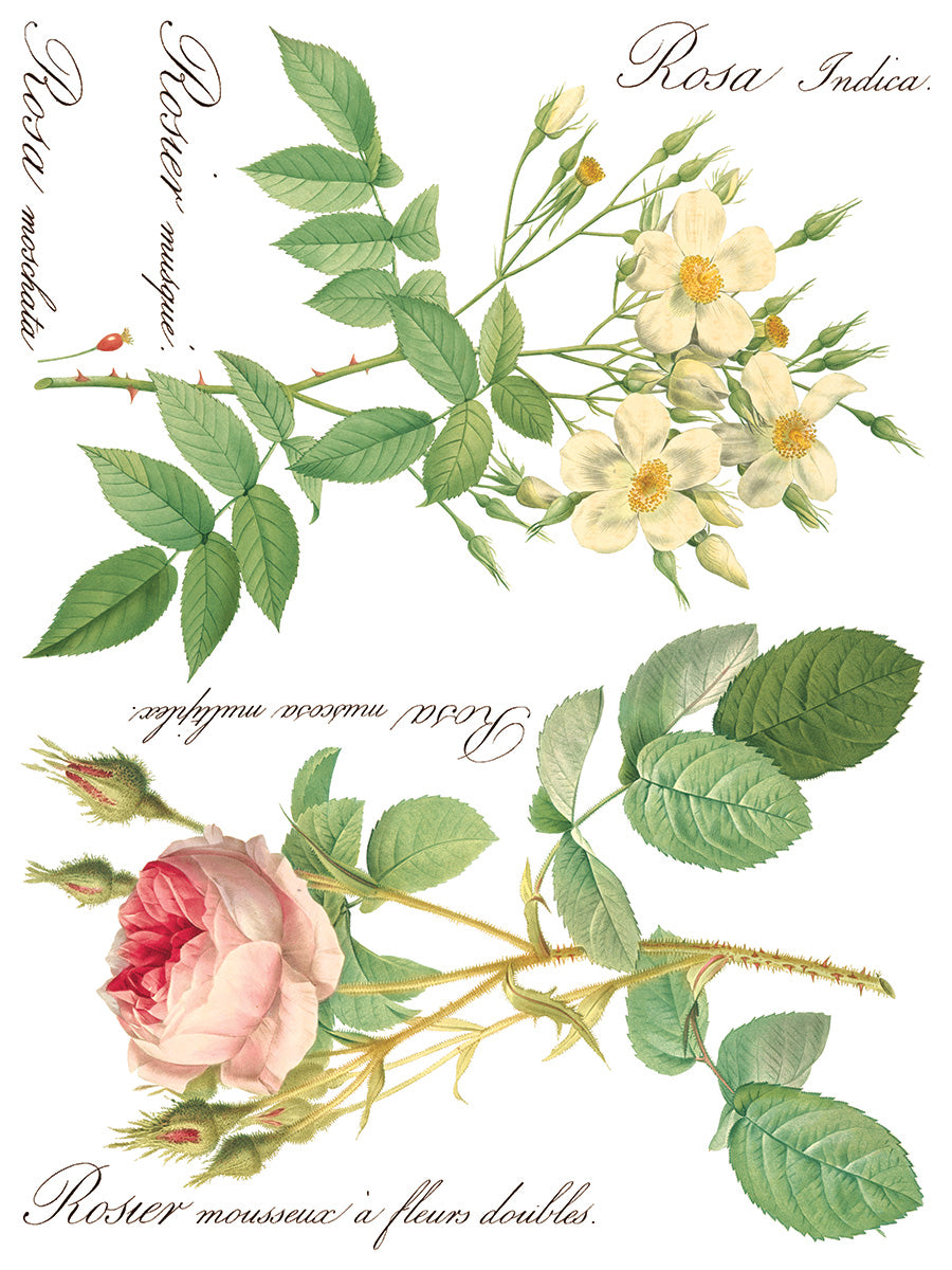Rose Botanical -  IOD Decor Transfer