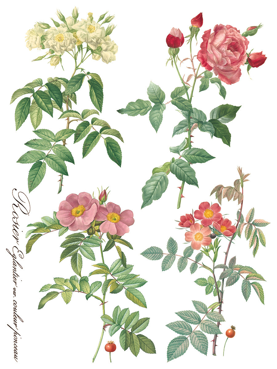 Rose Botanical -  IOD Decor Transfer