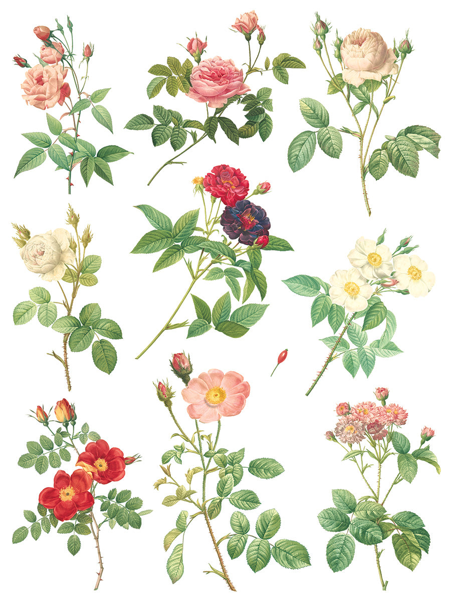 Rose Botanical -  IOD Decor Transfer