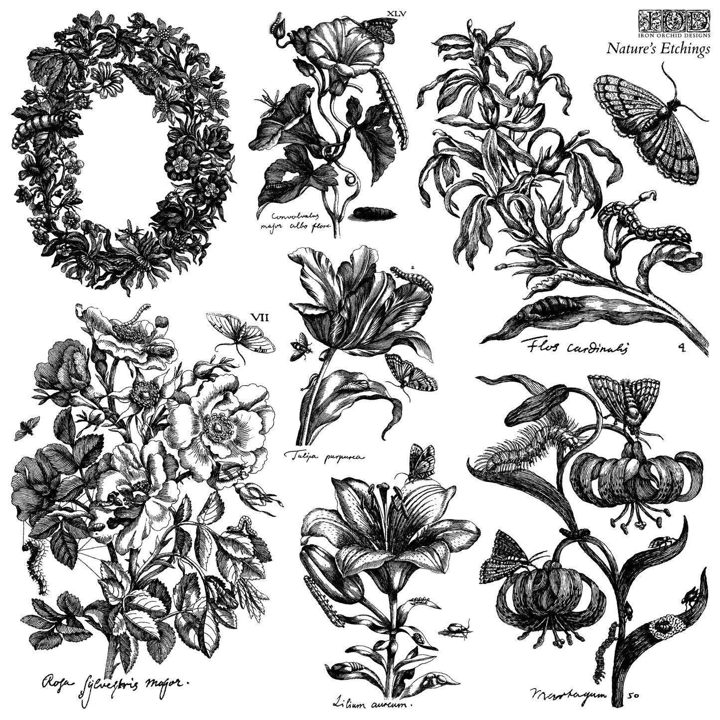 Nature's Etching Decor IOD Stamp (2026 Summer Release)