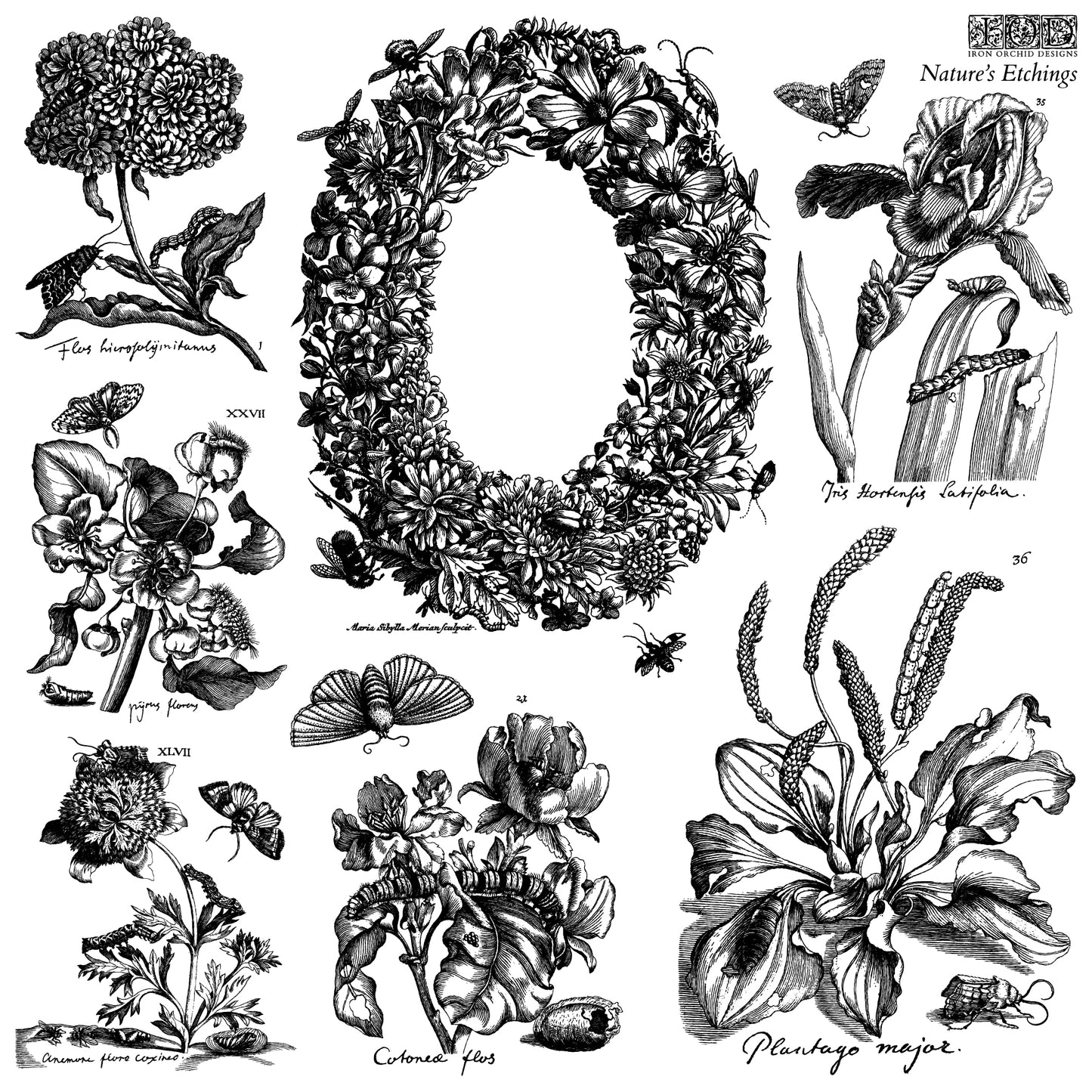 Nature's Etching Decor IOD Stamp (2026 Summer Release)