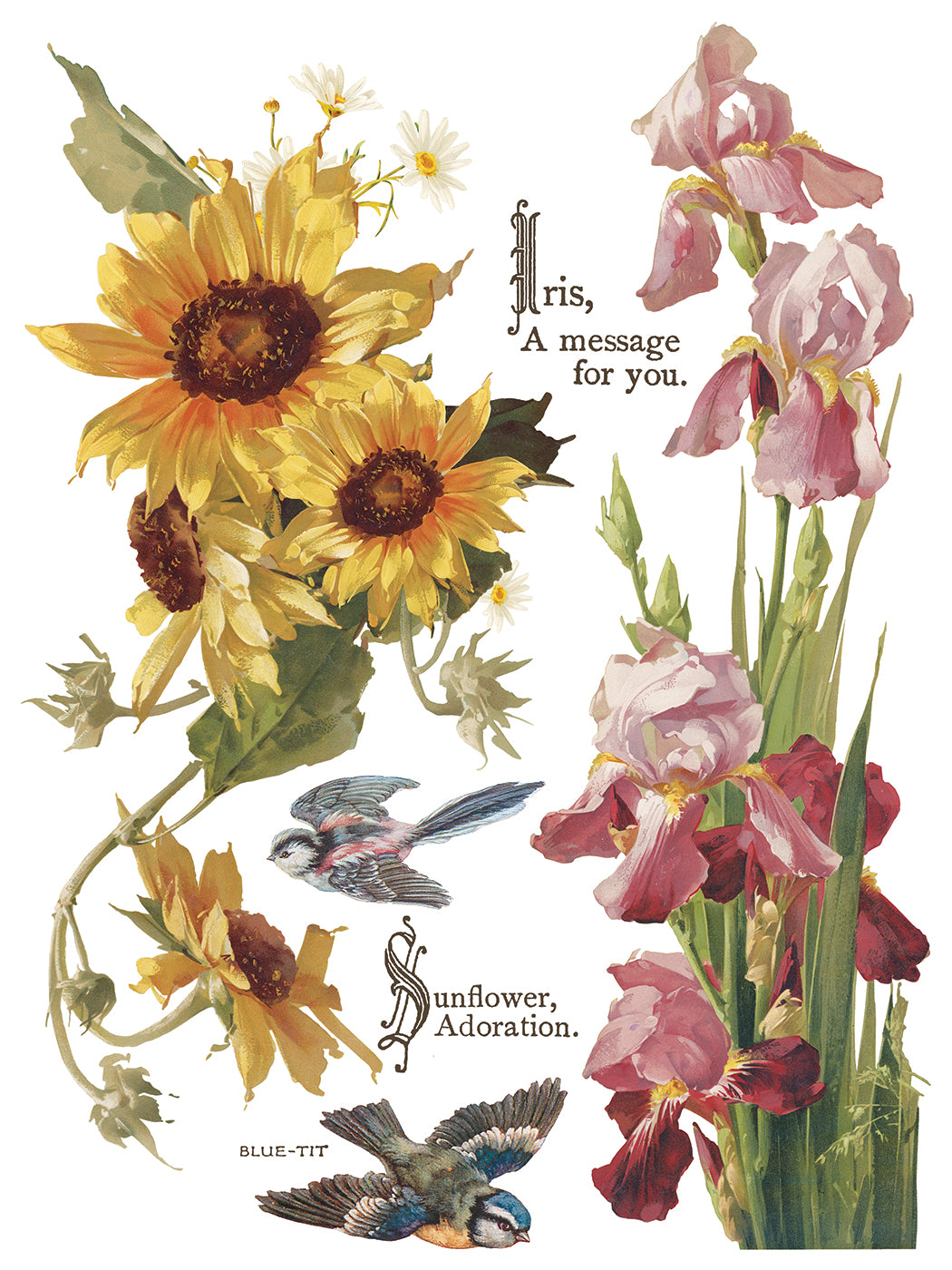 Flowers By The Poets -  IOD Decor Transfer (Summer 2026 Release)