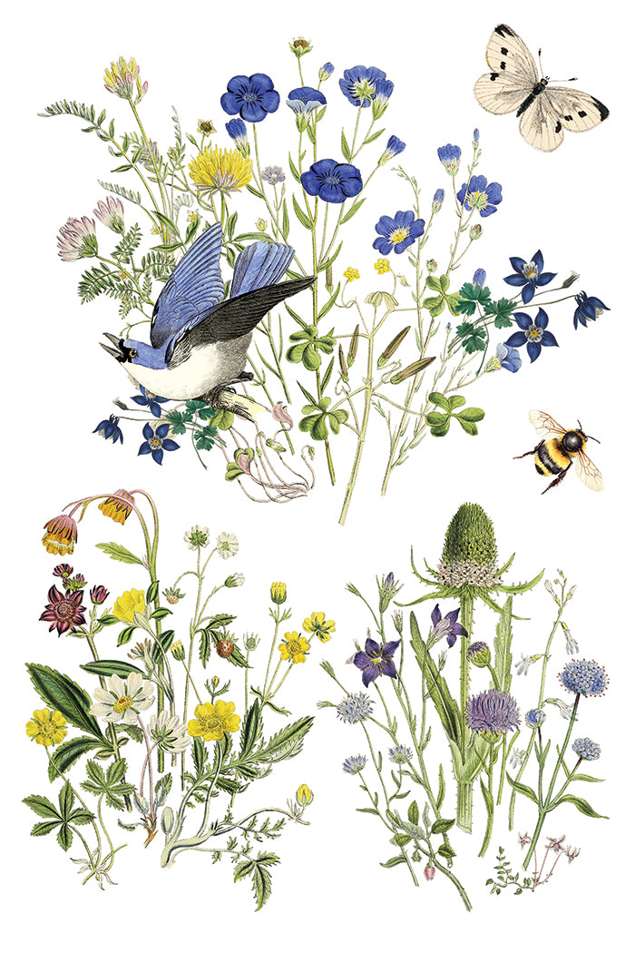 Flora Greca- IOD Decor Transfer