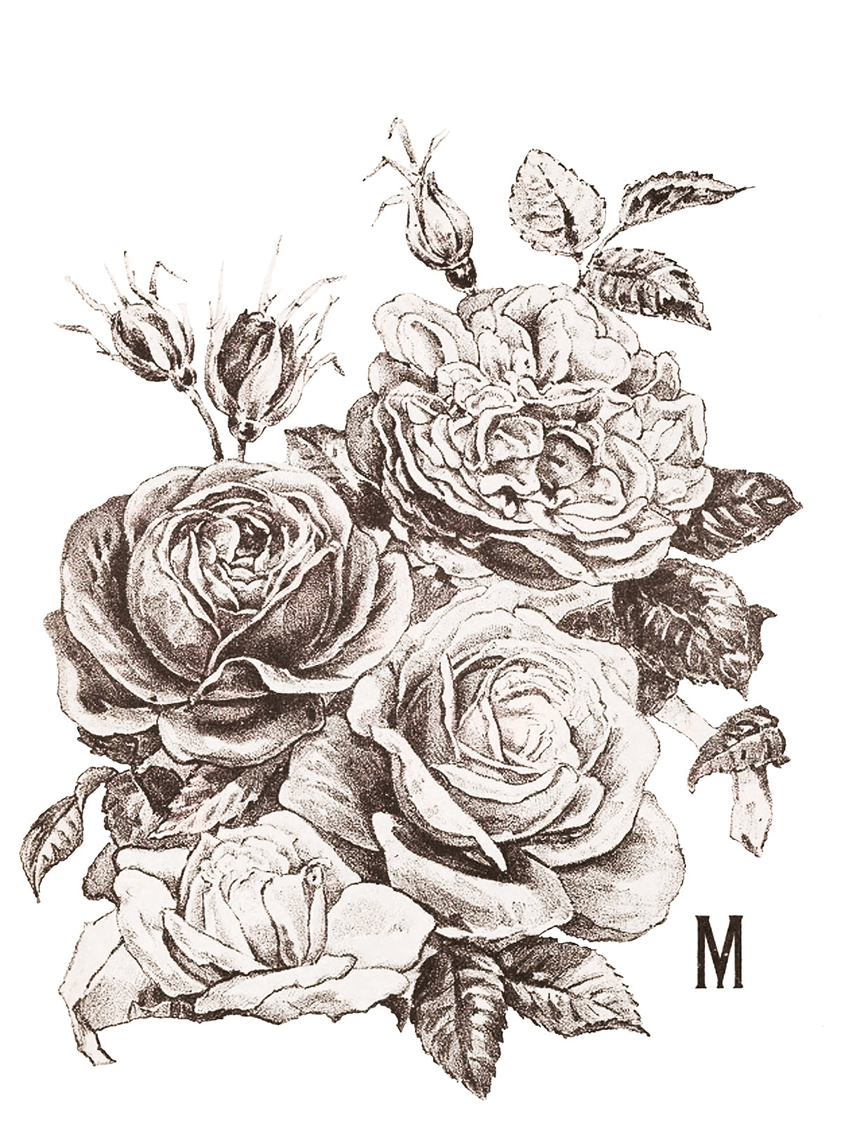 May's Roses -  IOD Decor Transfer