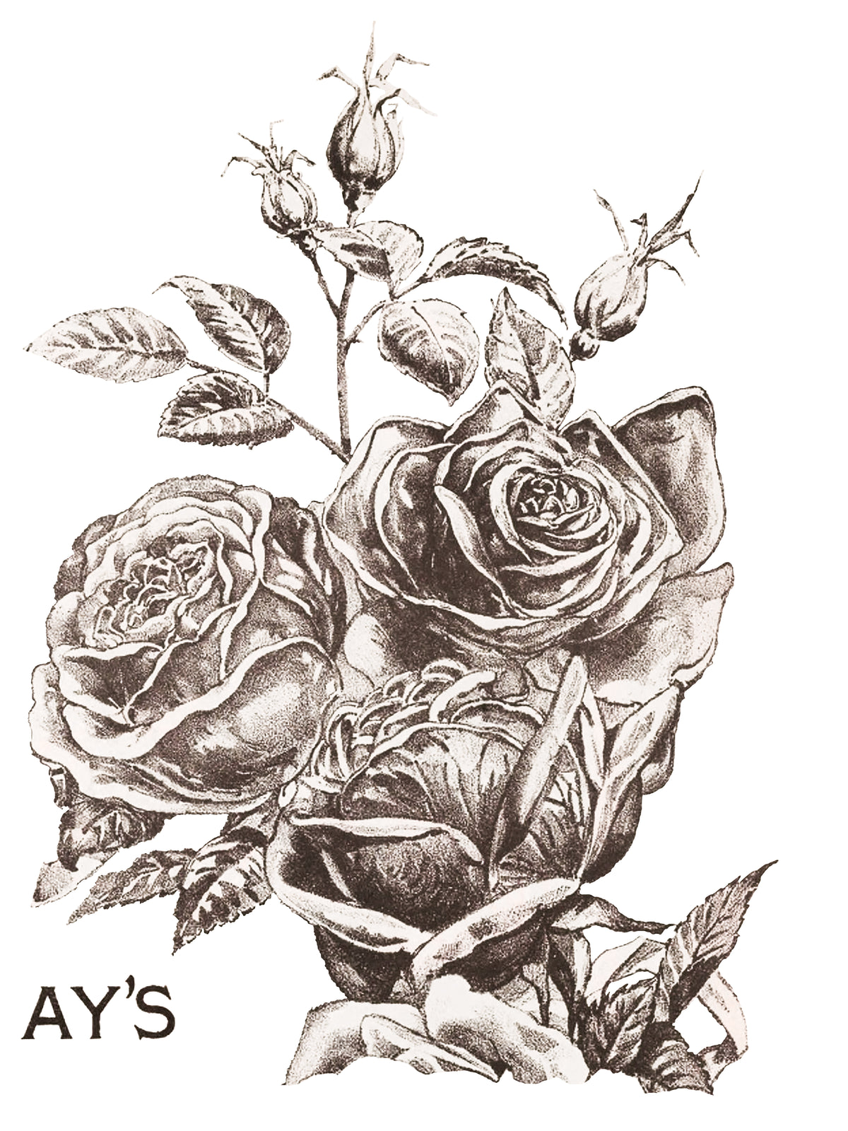 May's Roses -  IOD Decor Transfer