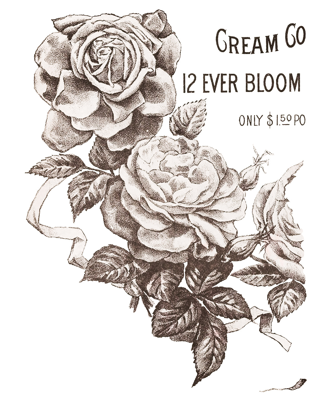 May's Roses -  IOD Decor Transfer