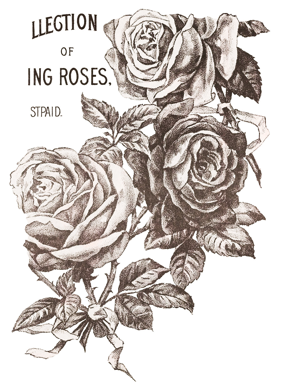 May's Roses -  IOD Decor Transfer