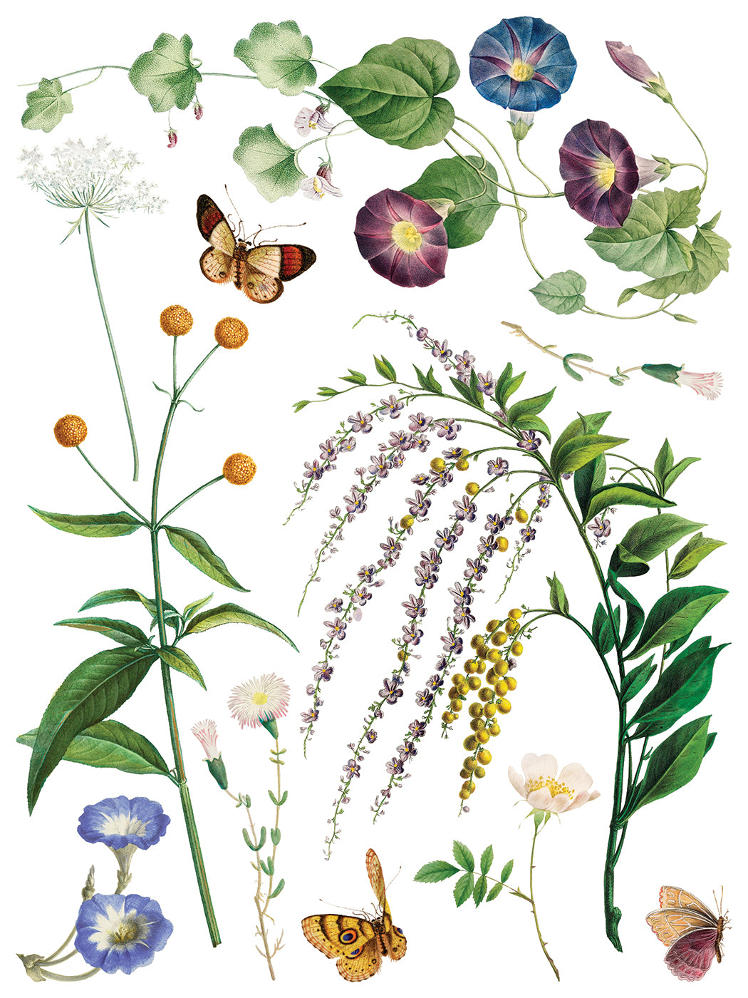 Marcha des Fleurs -  IOD Decor Transfer (Summer 2026 Release)