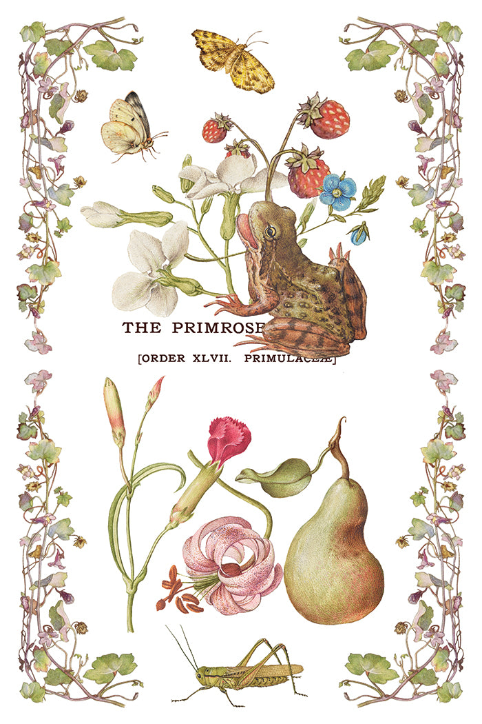 Primrose Isle - IOD Decor Transfer (Summer 2026 Release)