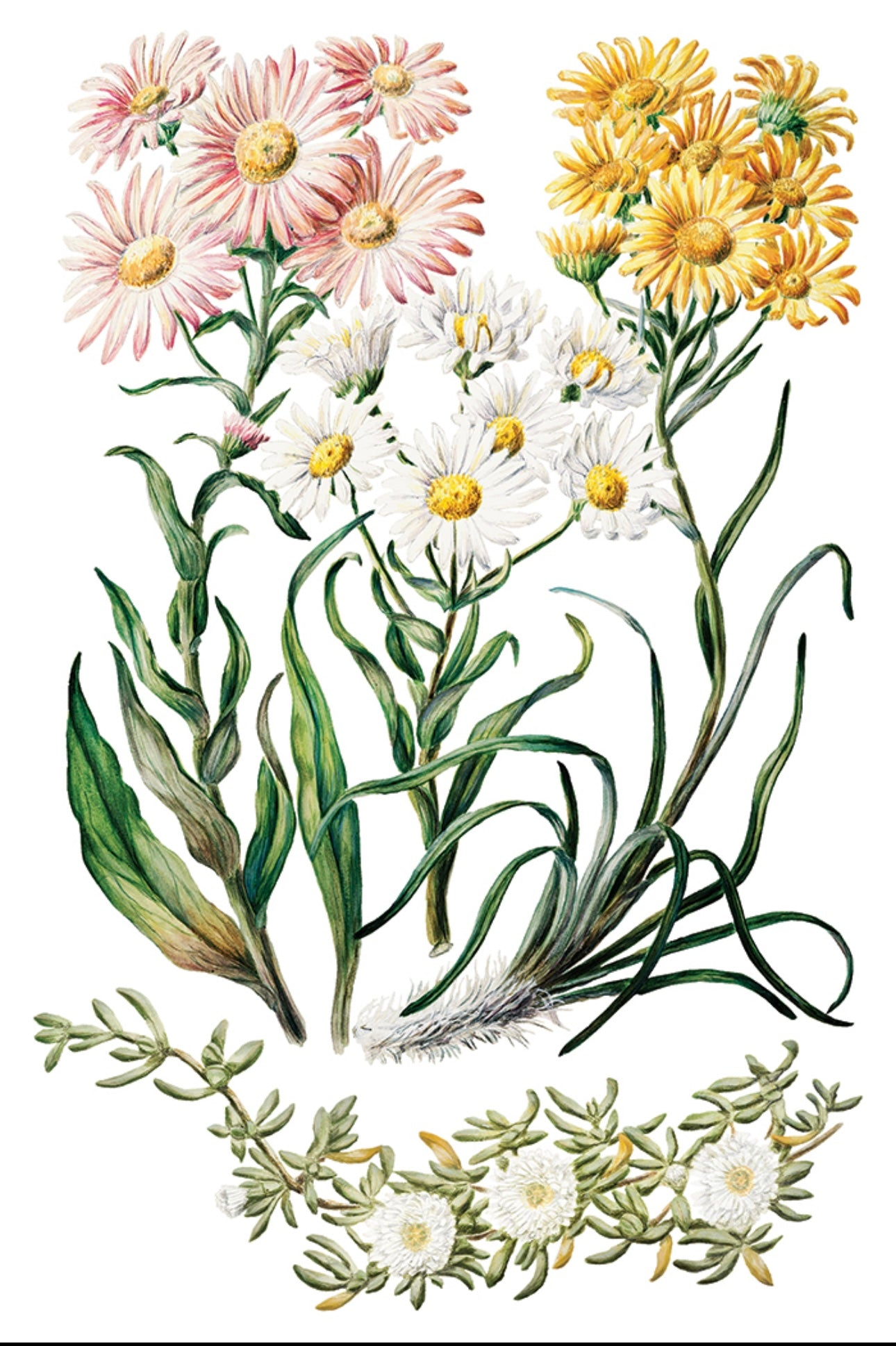 Sarah Featon’s Botanicals - IOD Decor Transfer image 5