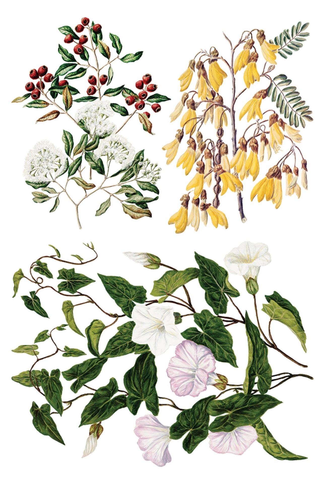 Sarah Featon’s Botanicals - IOD Decor Transfer image 9
