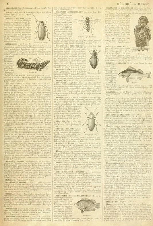 Entomology - Roycycled Decoupage image 0