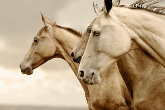 Sepia Horses Mint By Michelle Decoupage (Reversed) image 0